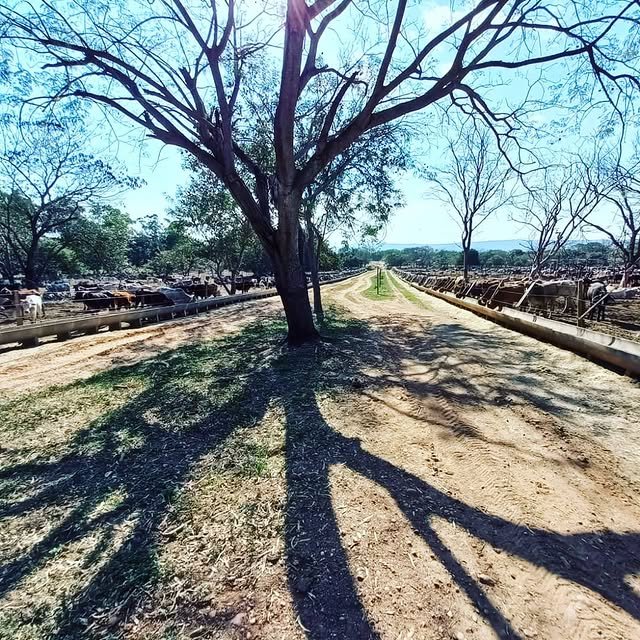 Fort Ranch, cerca del productor.
